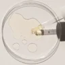 BERDOUES Age Respect sügavati toitev probiootiline näoõli jojoba-, seesami-, makedaamia- ja ploomiõliga, 30ml - Image 3